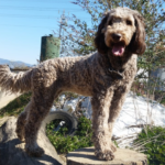 Assistance dog Aurora stands with her front paws on a tree stump