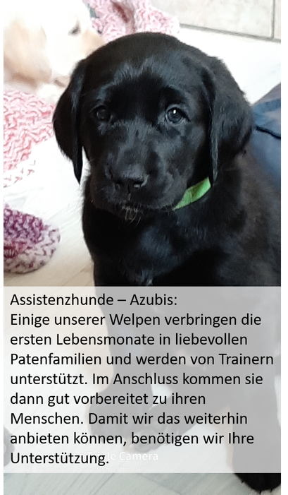 Assistance dog trainee