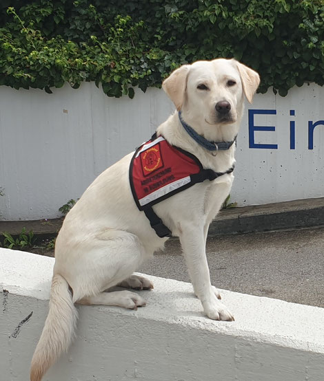 Ein heller Labrador sitzt auf einer Mauer und schaut leicht seitlich in die Kamera. Der Hund trägt eine rote Kenndecke mit der Ausfschrift "Assistenzhund in Ausbildung".