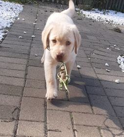 ELARA walks on a driveway