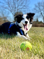 Hund mit Ball auf Wiese