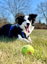 Dog with ball on meadow