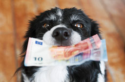 Hund mit Geldschein im Mund