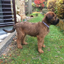 Dog standing in the garden