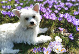 Small dog lying on flower meadow