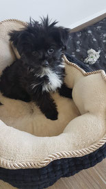 Small dog sitting on a cushion