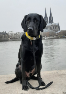 Labradoodle Dobby sitzt am Rhein mit dem Kölner Dom im Hintergrund