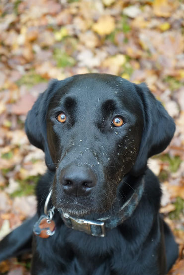 Daphne sits on a forest floor and looks at the camera