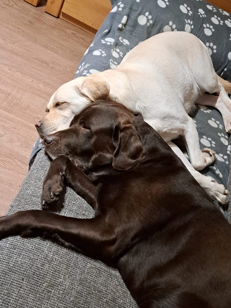 Das Bild zeigt einen gelben und einen braunen Labrador auf dem Sofa kuscheln