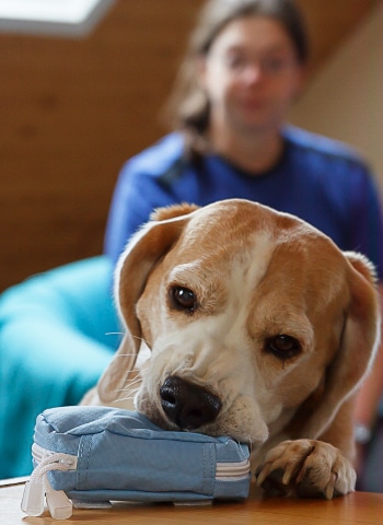 Katharina Küsters trainiert einen Assistenzhund, wie er einen Gegenstand bringt.