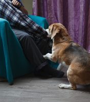 Das Bild zeigt einen Beagle, der an einem Ärmel zieht um seinem Menschen beim Ausziehen zu helfen.