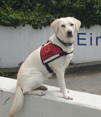 Ein Hund sitzt auf einer Mauer